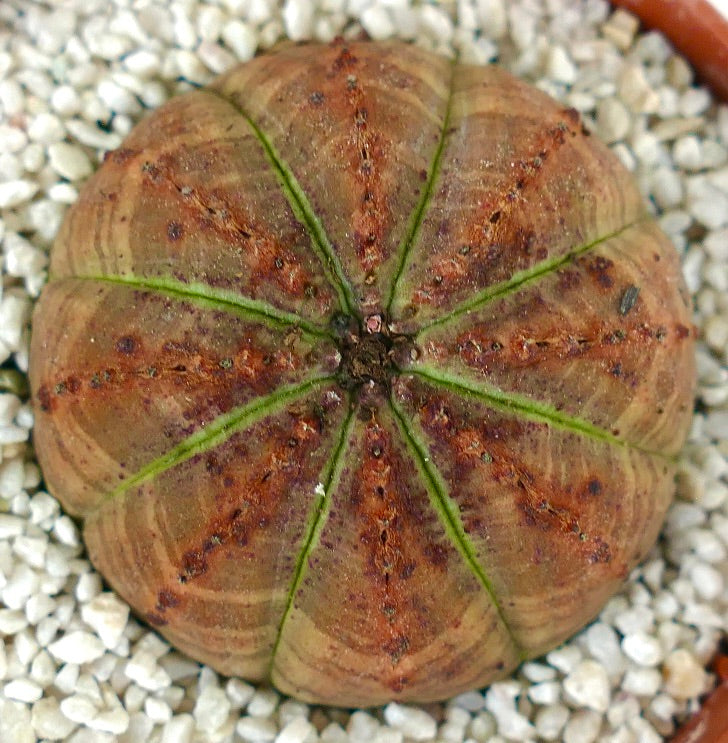 Euporbia obesa rare succulent with rounded ribbed body and brownish-green coloration