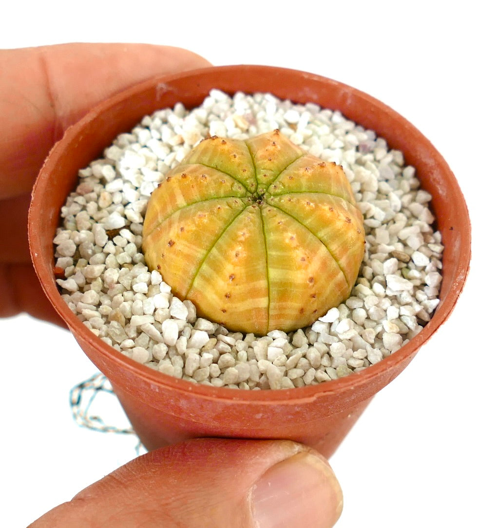 Euporbia obesa small rare succulent cactus with yellow and green striped body in pot