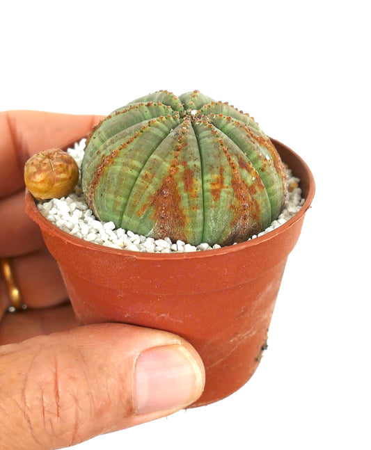 Euporbia obesa succulent cactus with rounded ribbed green body and rusty brown markings in pot