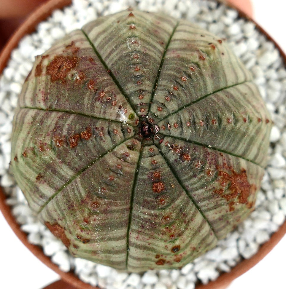 Euporbia obesa succulent cactus with rounded ribbed body and brown spots in pot