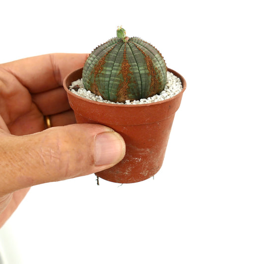 Euporbia obesa pequeno cacto suculento redondo com corpo verde estriado e marcas castanhas no vaso