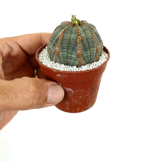 Euporbia obesa kleine sukkulente Kaktee mit geripptem grünem Körper und braunen Zeichnungen im Topf