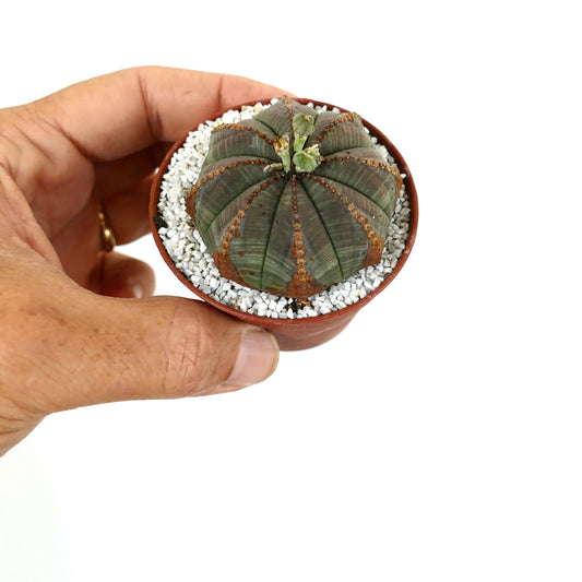 Euporbia obesa Sukkulente mit braunen Zeichnungen und geripptem, rundem Charakter in kleinem Topf