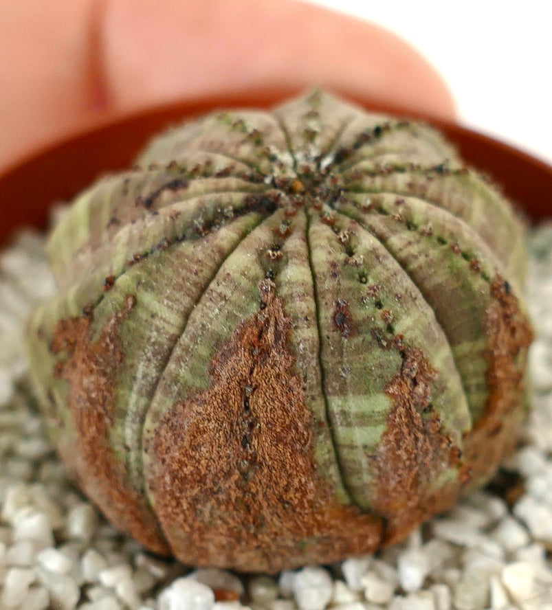 Euporbia obesa succulent cactus with rounded shape and distinctive brown textured marks
