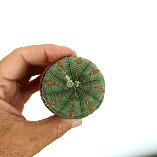 Euporbia obesa succulent cactus with brown vertical lines and small new growths