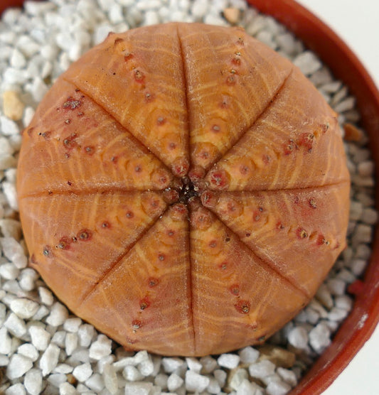 Euporbia obesa succulent cactus with round segmented orange body and small tubercles