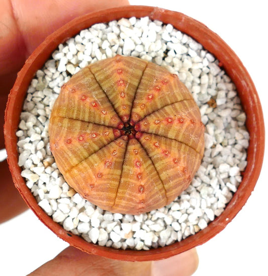 Euporbia obesa small succulent cactus with orange-brown ribbed body and red areoles