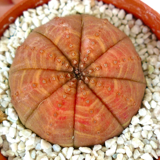 Euporbia obesa rare succulent cactus with rounded segmented orange body and small areoles