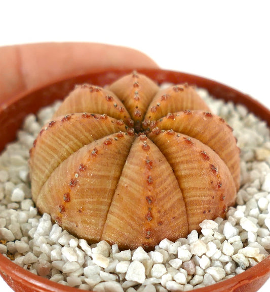 Euporbia obesa succulent cactus with rounded orange ribs and small tubercles in pot