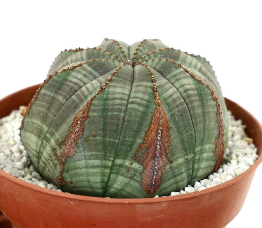 Euporbia obesa succulent cactus with rounded ribbed body and brown markings in pot