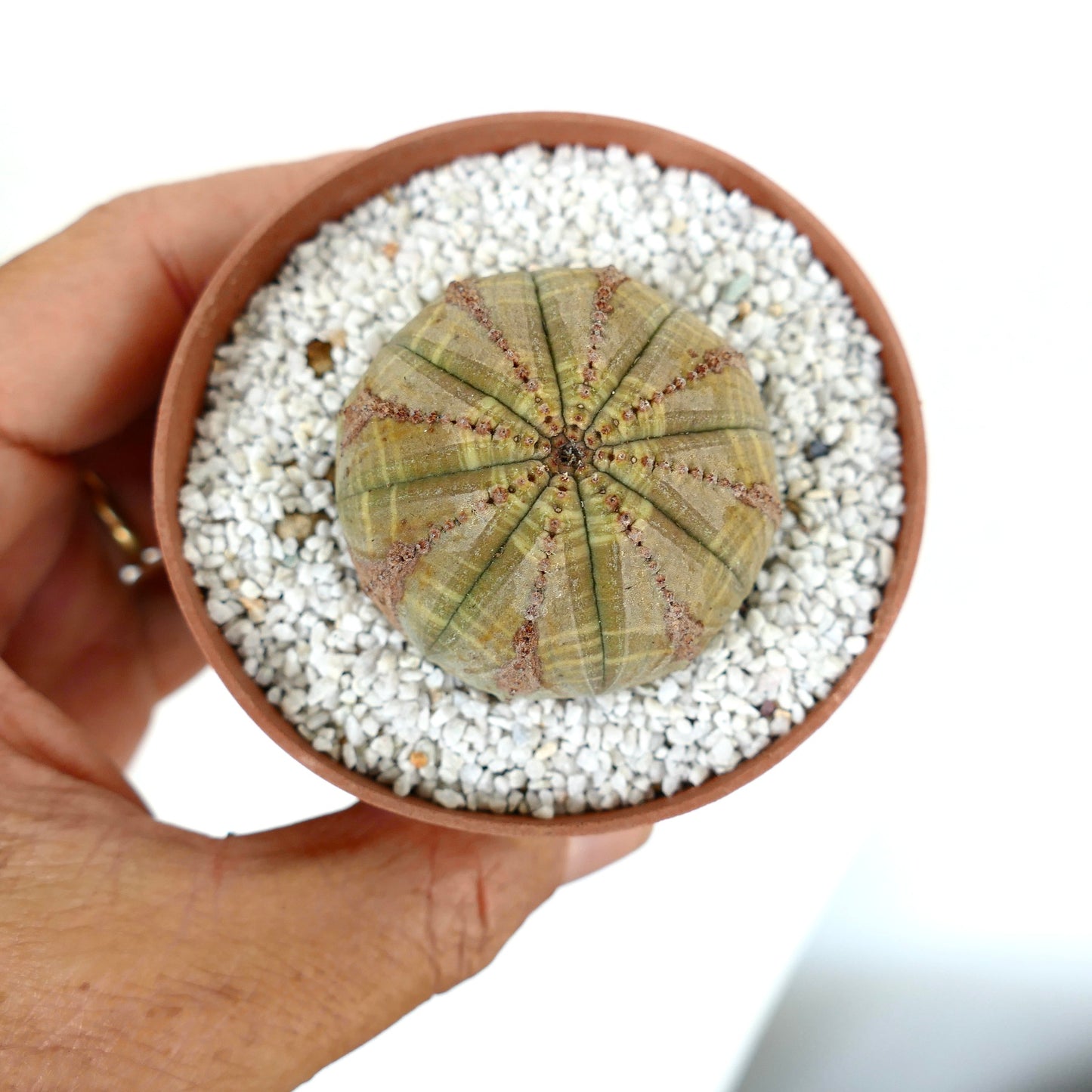 Euporbia obesa succulent cactus with rounded ribbed body and small brown areoles in pot