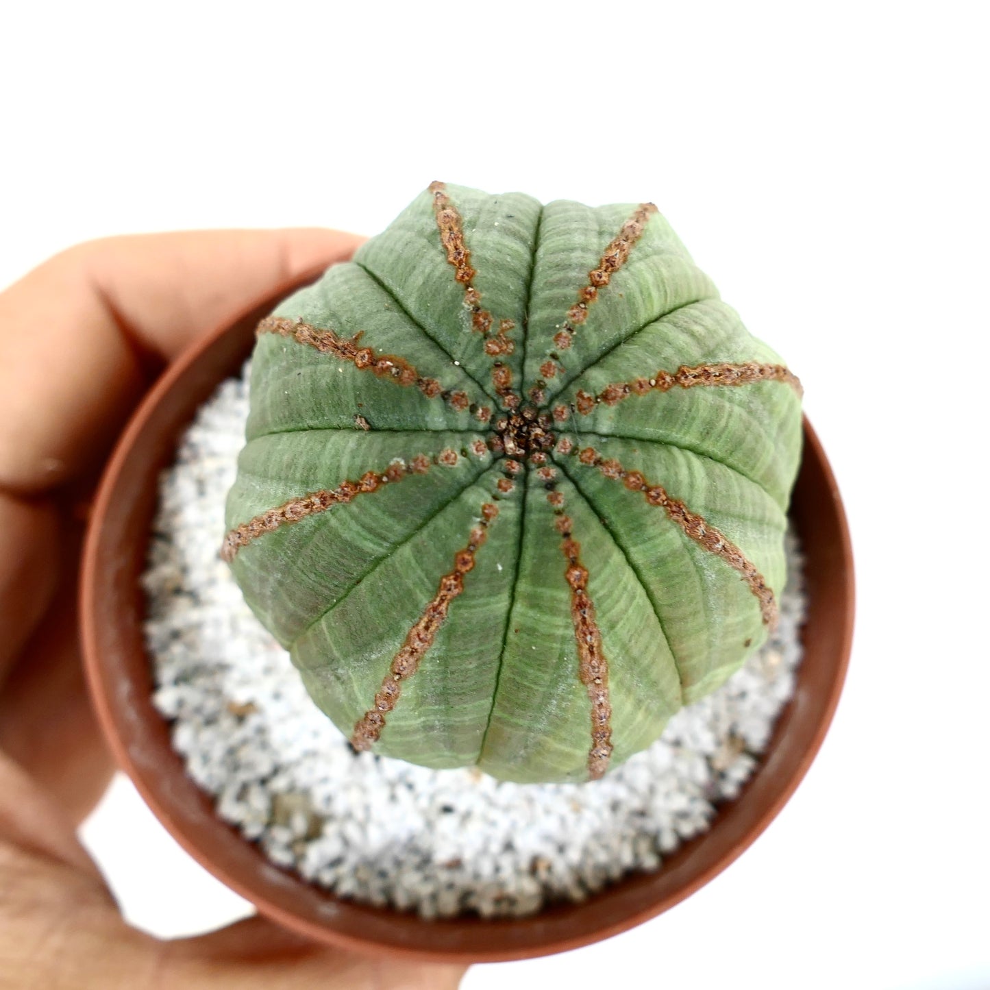 ユーフォルビア・オベサ 多肉植物のサボテンで、丸みを帯びた肋骨と茶色の質感のあるラインが入った小さな鉢植え