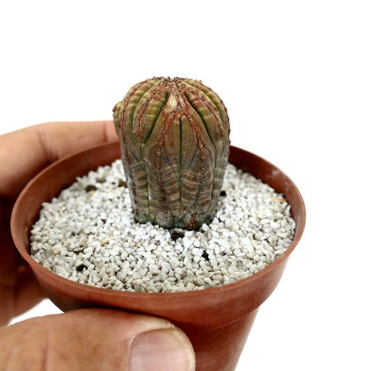 Euporbia obesa kleiner Sukkulenten-Kaktus mit braun-grün gestreiftem, geripptem Körper im Topf