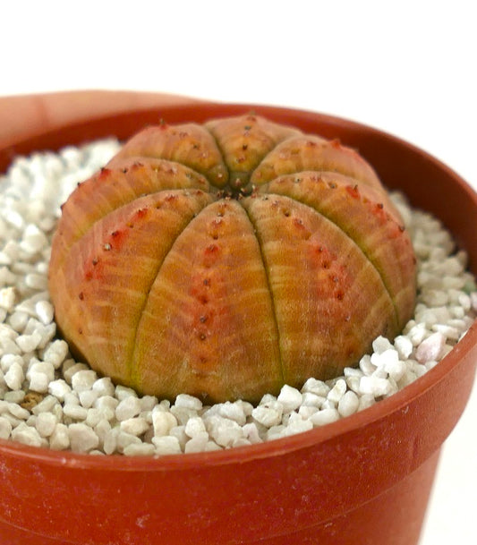 Euporbia obesa rare succulent cactus with rounded ribbed orange stem in pot