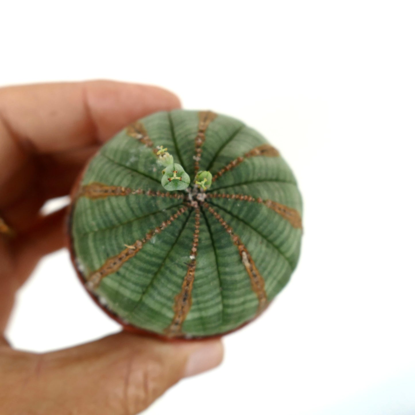 Euporbia obesa succulent cactus with rounded green body and small flower buds