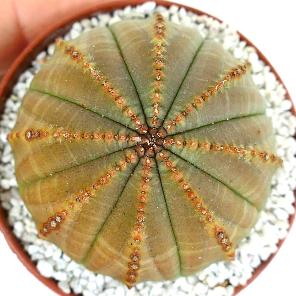 Euporbia obesa succulent cactus with rounded ribbed body and small brown areoles