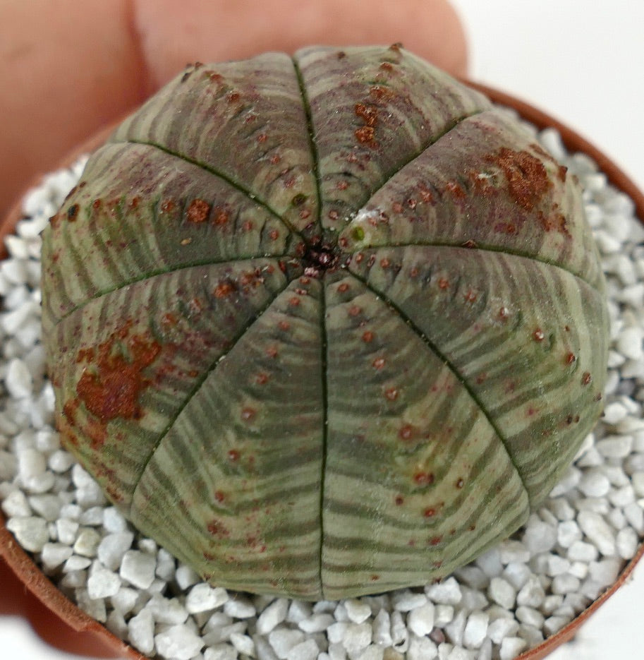 希少 ユーフォルビア オベサ 斑入り 希少 ユーフォルビア オベサ 斑入り