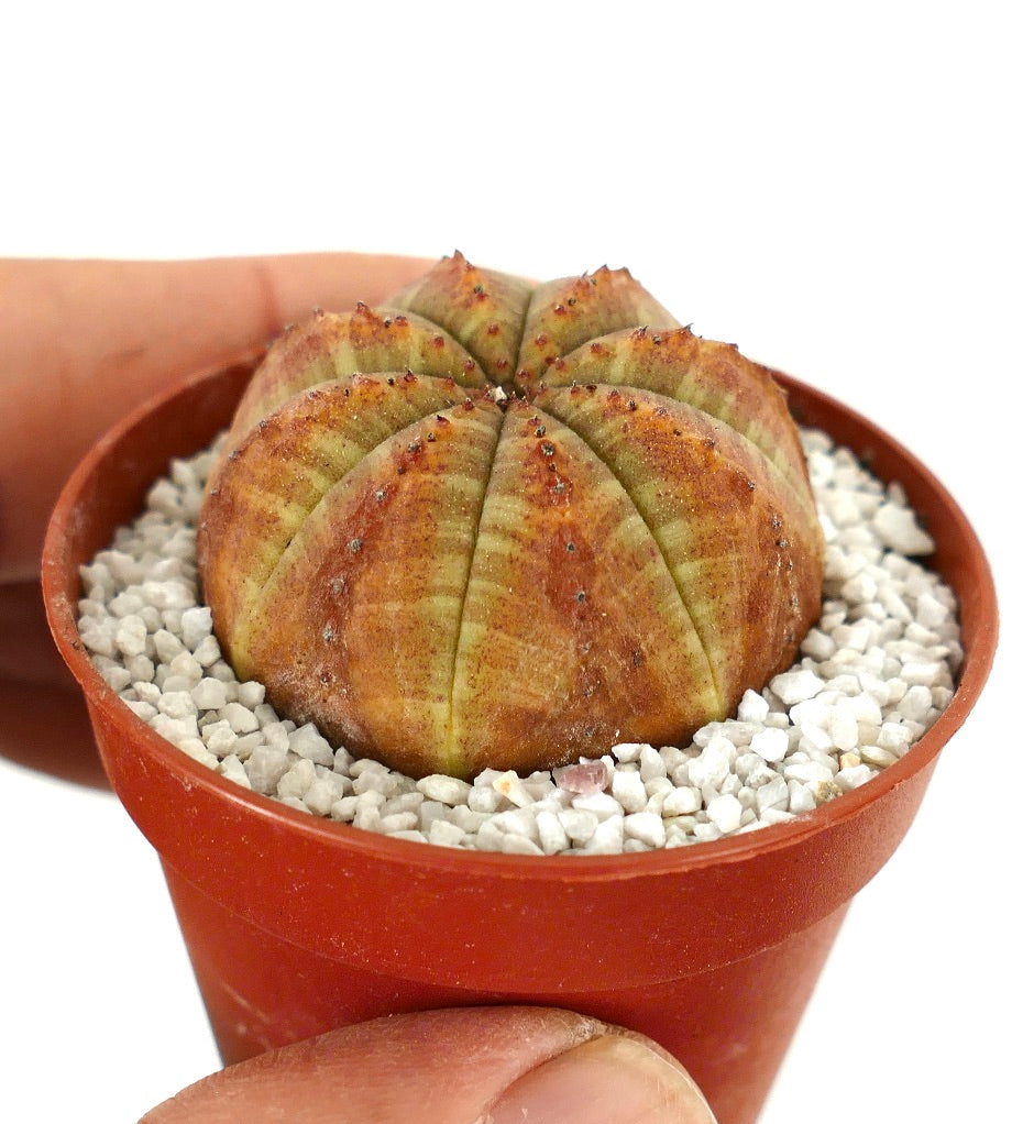 Euporbia obesa small succulent with rounded ribbed body and green-orange variegation in pot