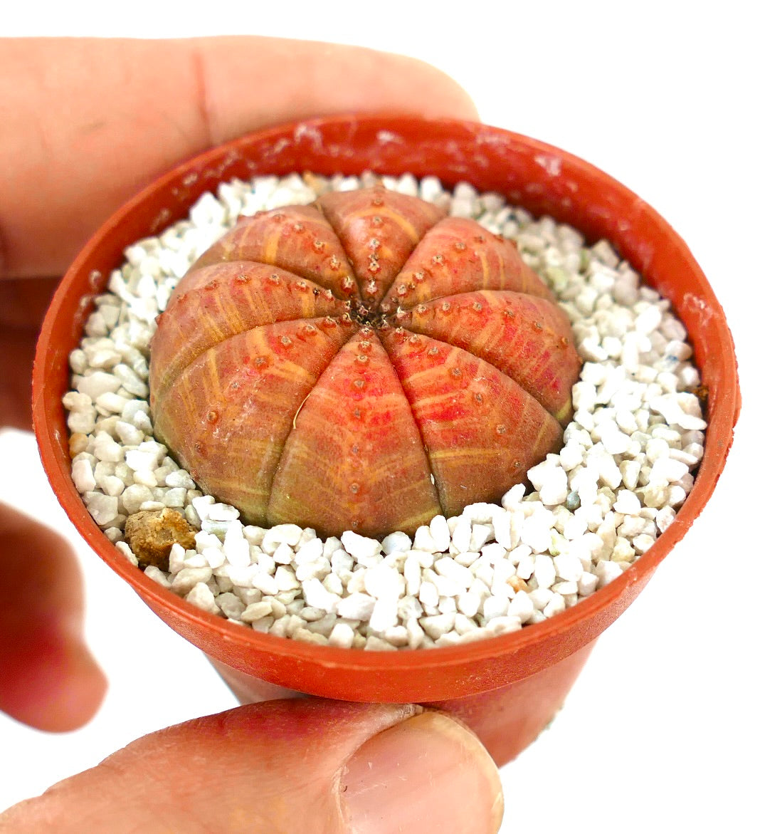 Euporbia obesa small round succulent cactus with orange-red ribbed body in pot