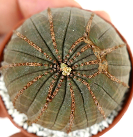 Euporbia obesa succulent cactus with rounded shape and distinct brown ribs in pot