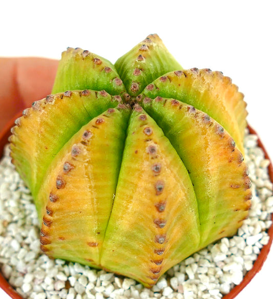 Euporbia obesa Sukkulente Kaktee mit geripptem gelb-grünem Körper und kleinen braunen Areolen