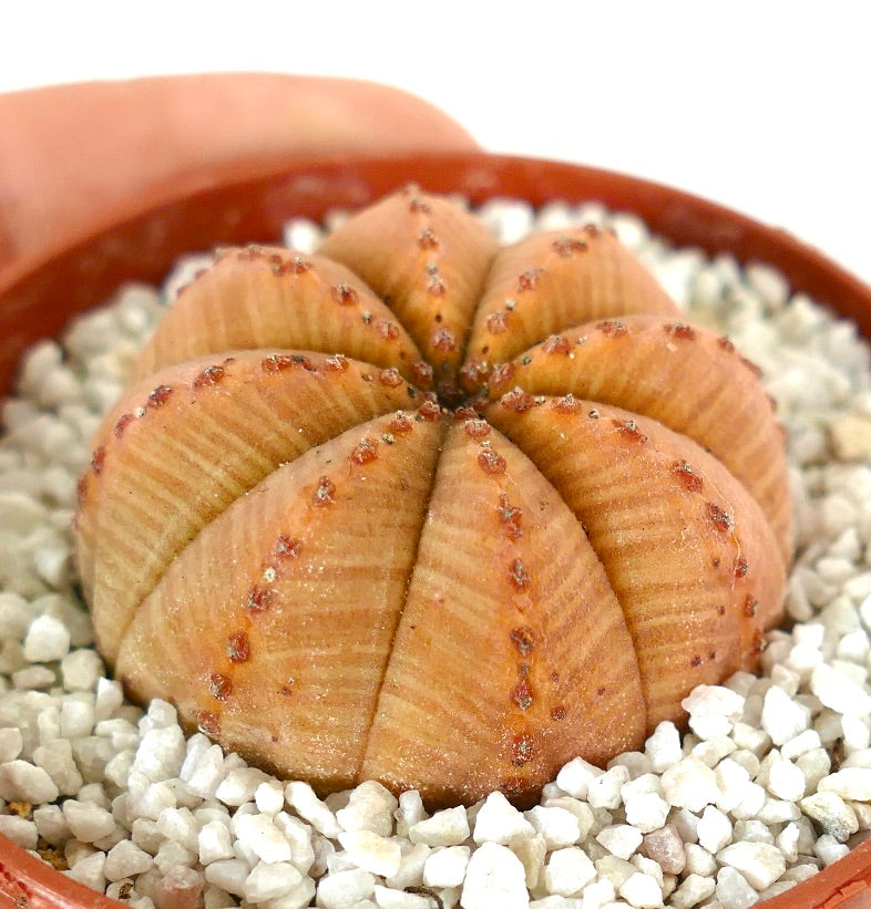 Euporbia obesa succulent cactus with rounded ribs and orange-brown textured surface