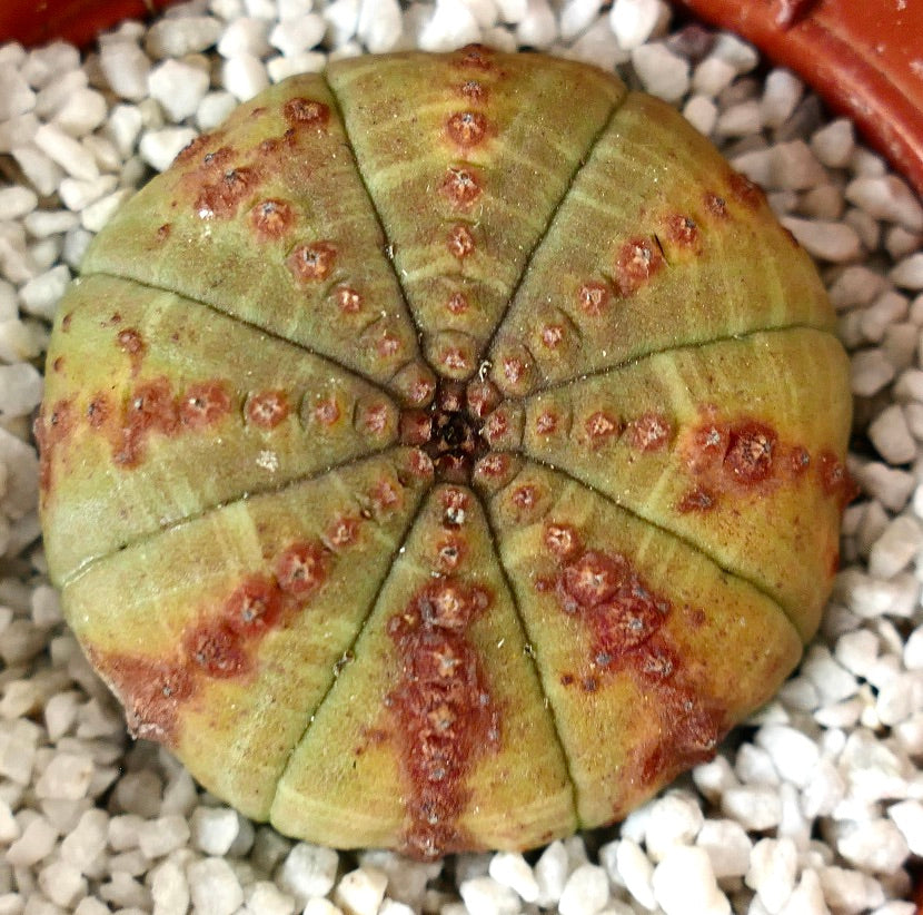 Euporbia obesa succulent cactus with rounded shape and distinctive red spots pattern