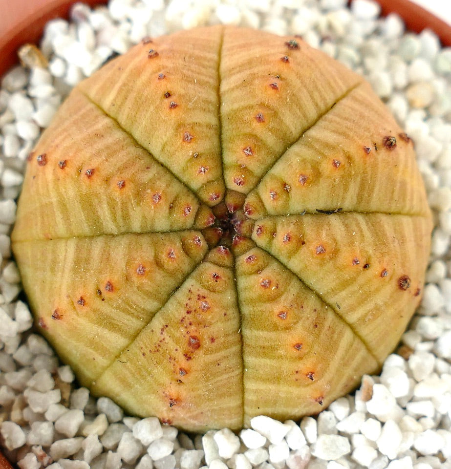Euporbia obesa succulent cactus with rounded segmented body and small brown areoles