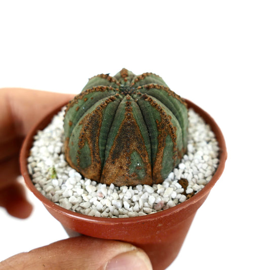 Euporbia obesa dark green succulent with brown textured markings in small pot