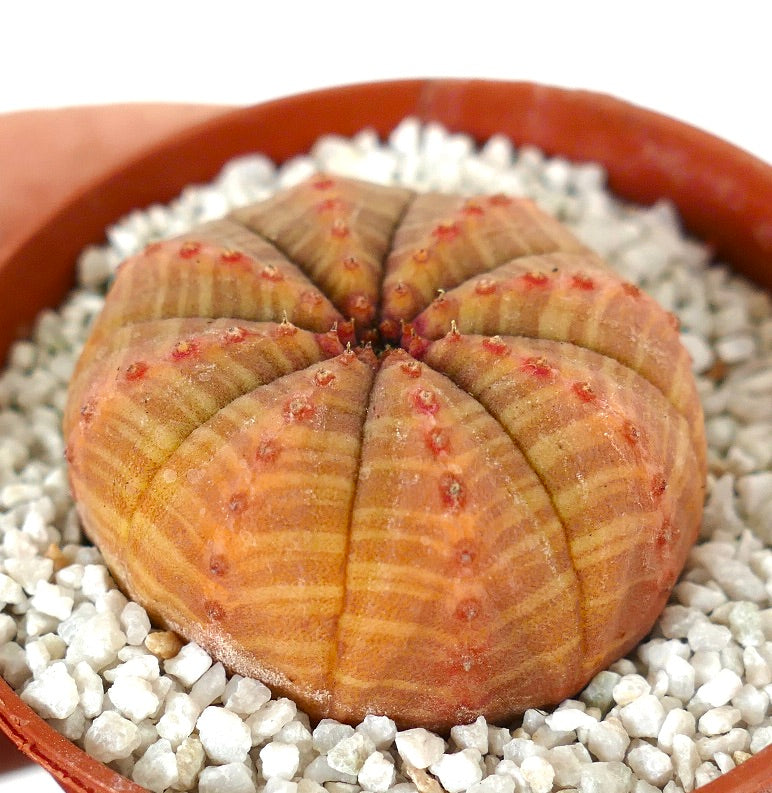Euporbia obesa succulent cactus with rounded ribbed orange body and small red tubercles