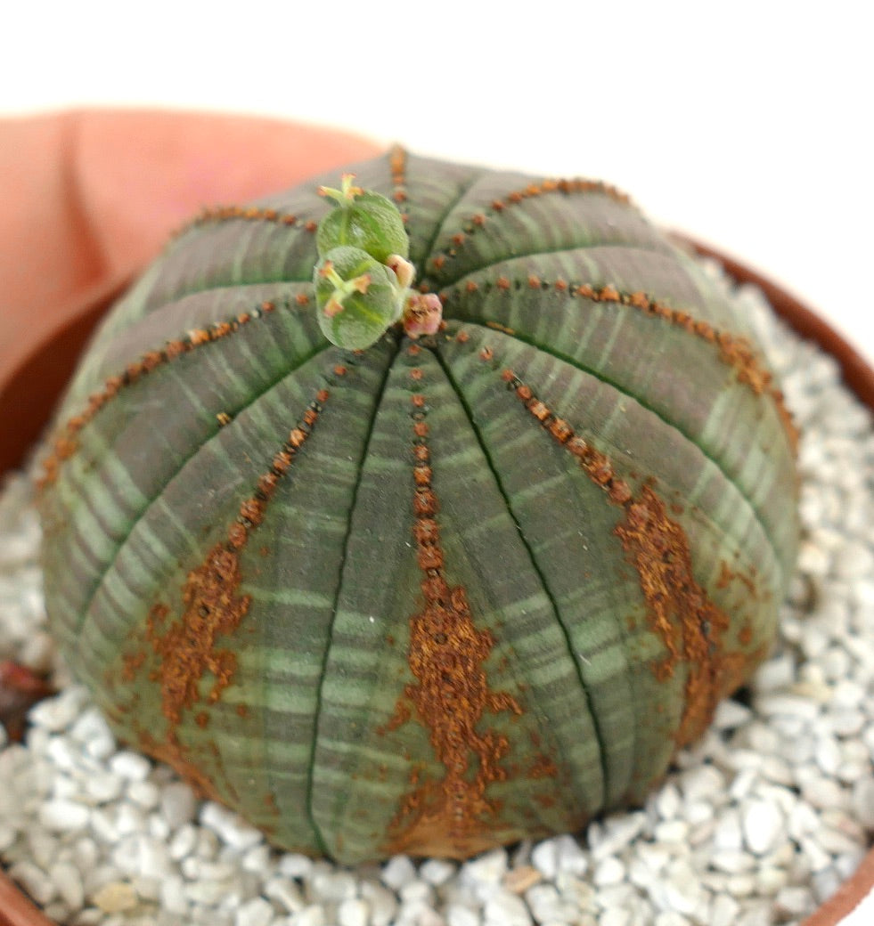 Euporbia obesa succulent cactus with ribbed green body and small new growth buds