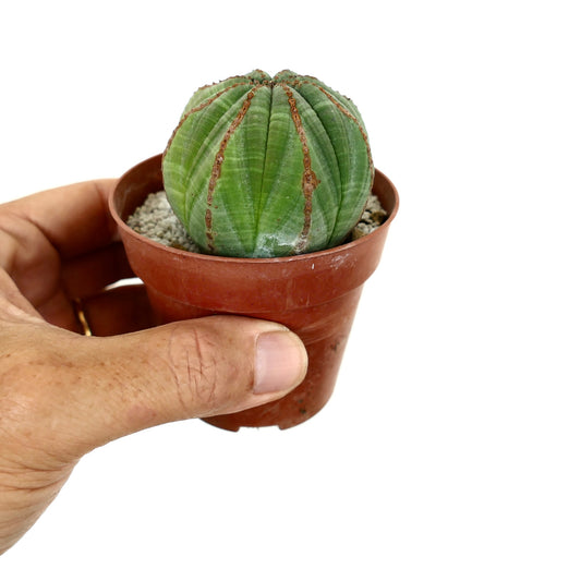 Euporbia obesa small round succulent with green ribs and brown textured lines in pot