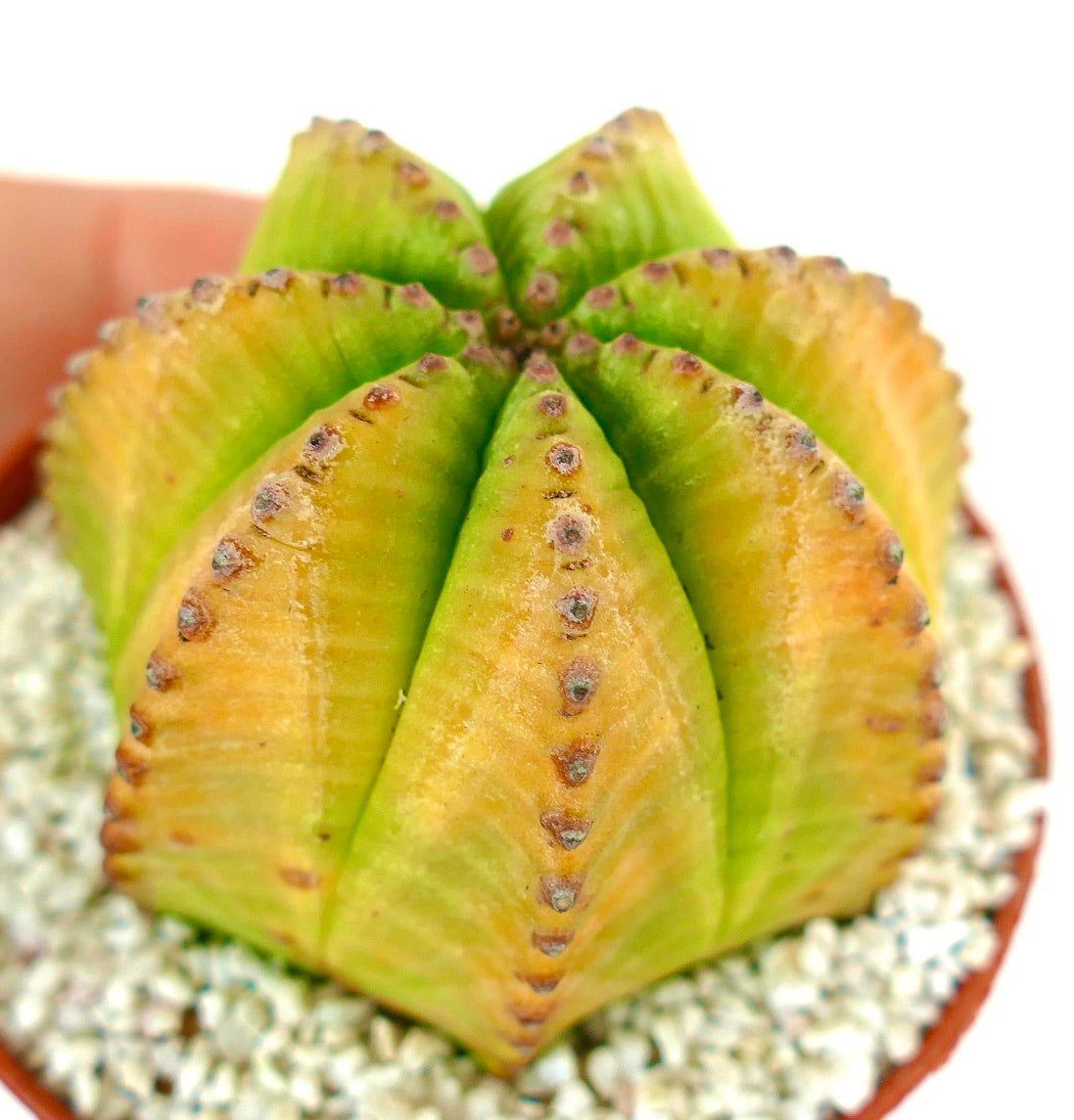 Euporbia obesa succulent cactus with ribbed, rounded segments and small brown areoles