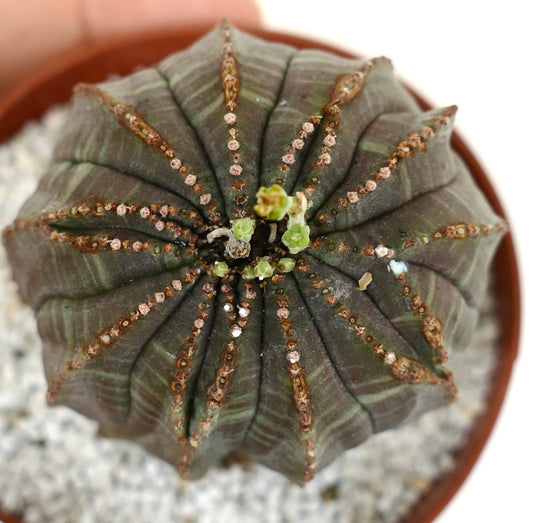 Euporbia obesa multicostatum dunkelgrüner Sukkulenten-Kaktus mit kleinen Knospen und gerillter Struktur