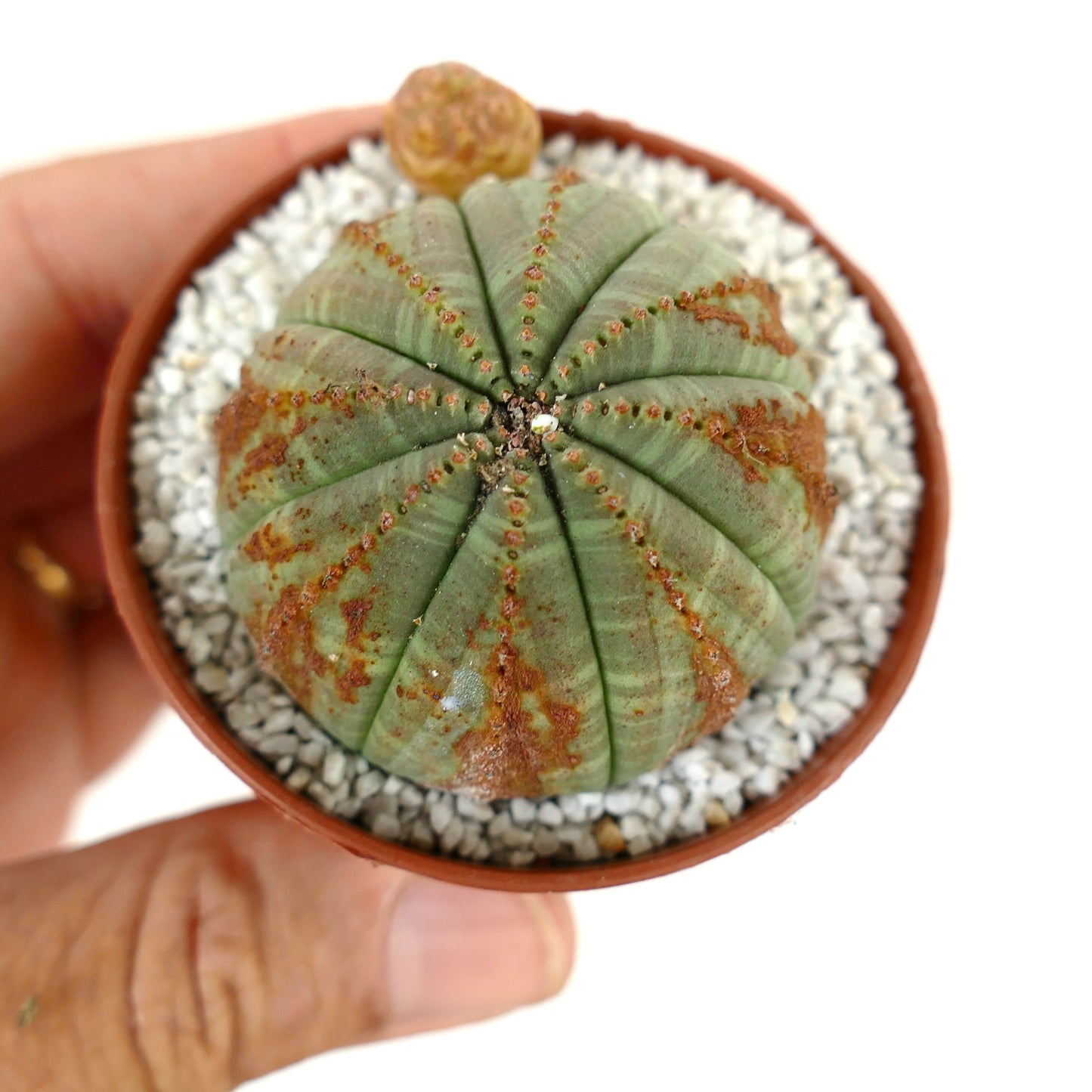 Euporbia obesa succulent cactus with rounded ribbed green body and brown markings in pot