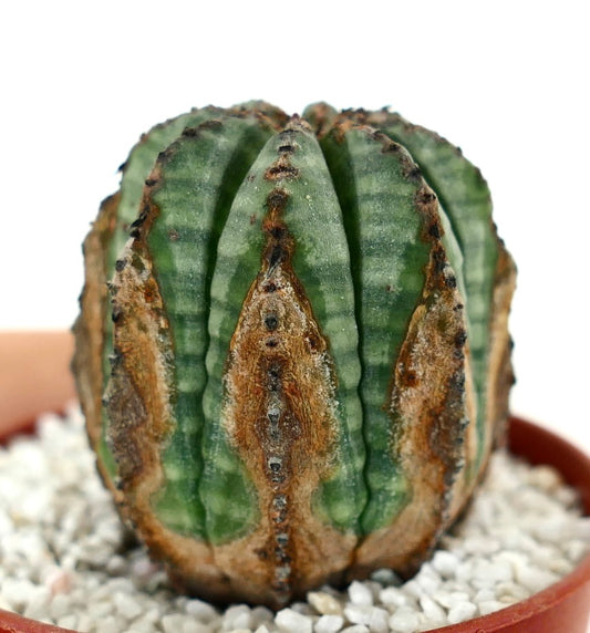 Euporbia obesa Sukkulente Kaktus mit abgerundeten Rippen und markanten braunen Zeichnungen im Topf