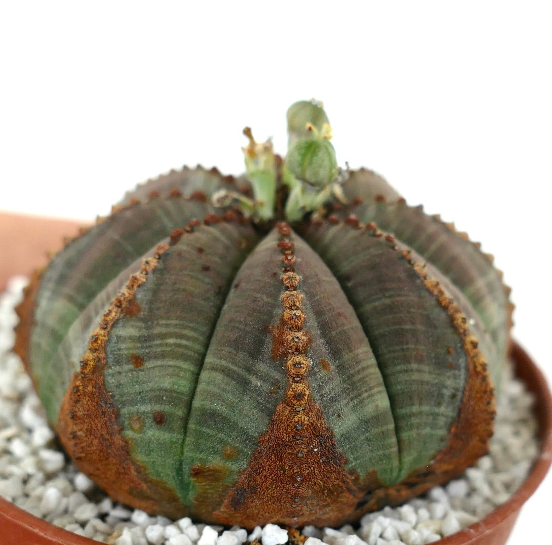Euporbia obesa succulent cactus with ribbed green body and distinctive brown textured markings