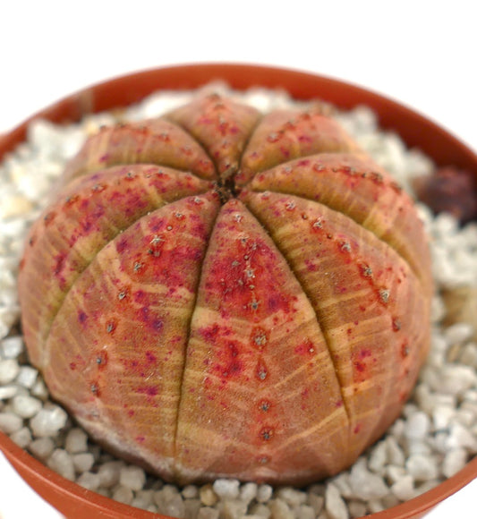 Euporbia obesa succulent cactus with rounded ribbed body and reddish-orange speckled skin