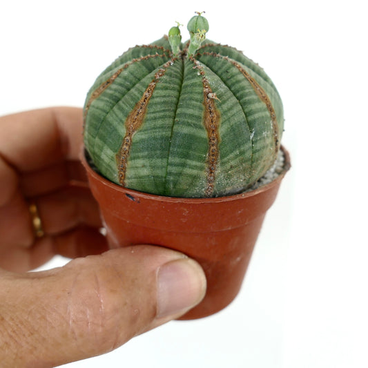 Euporbia obesa Sukkulente mit rundlichem grünem Körper und braunen Rippen im kleinen Topf