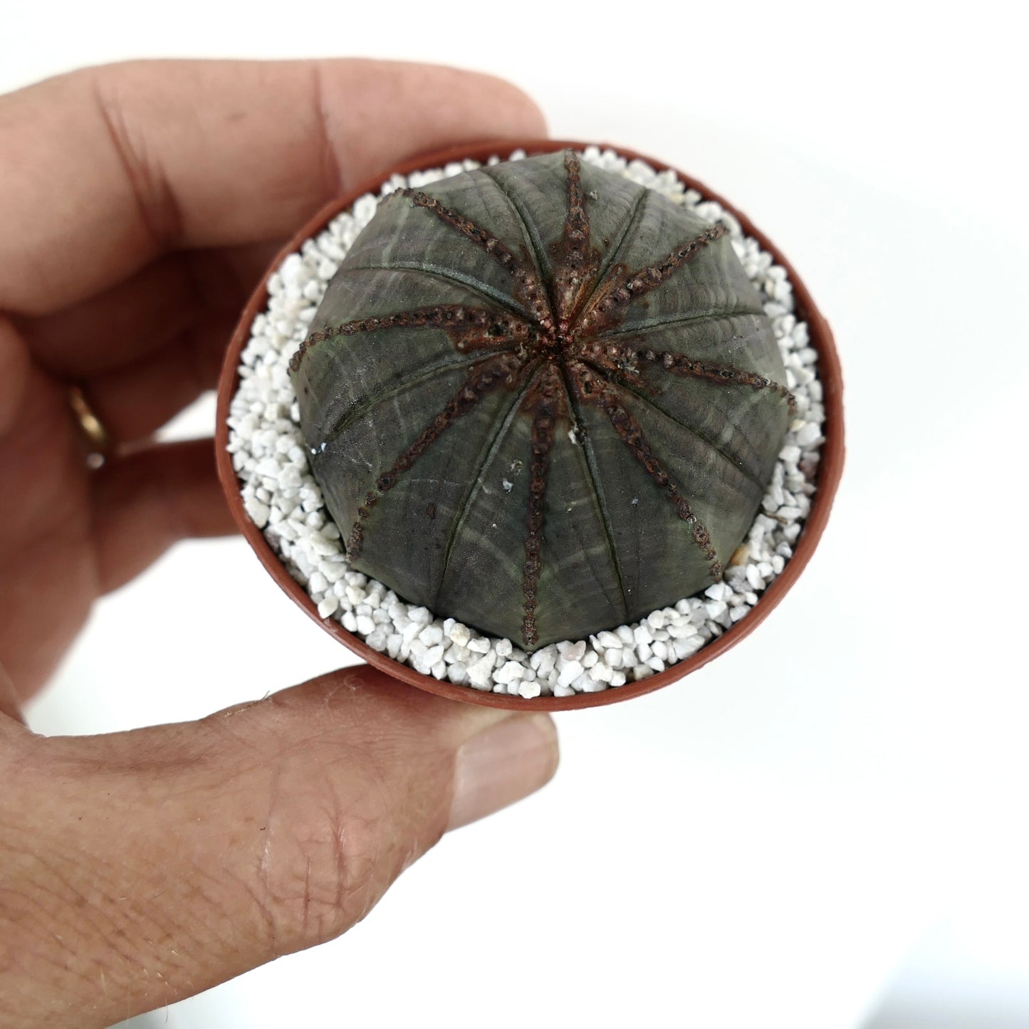 Euporbia obesa small dark green succulent cactus with ribbed texture and brown areoles in pot