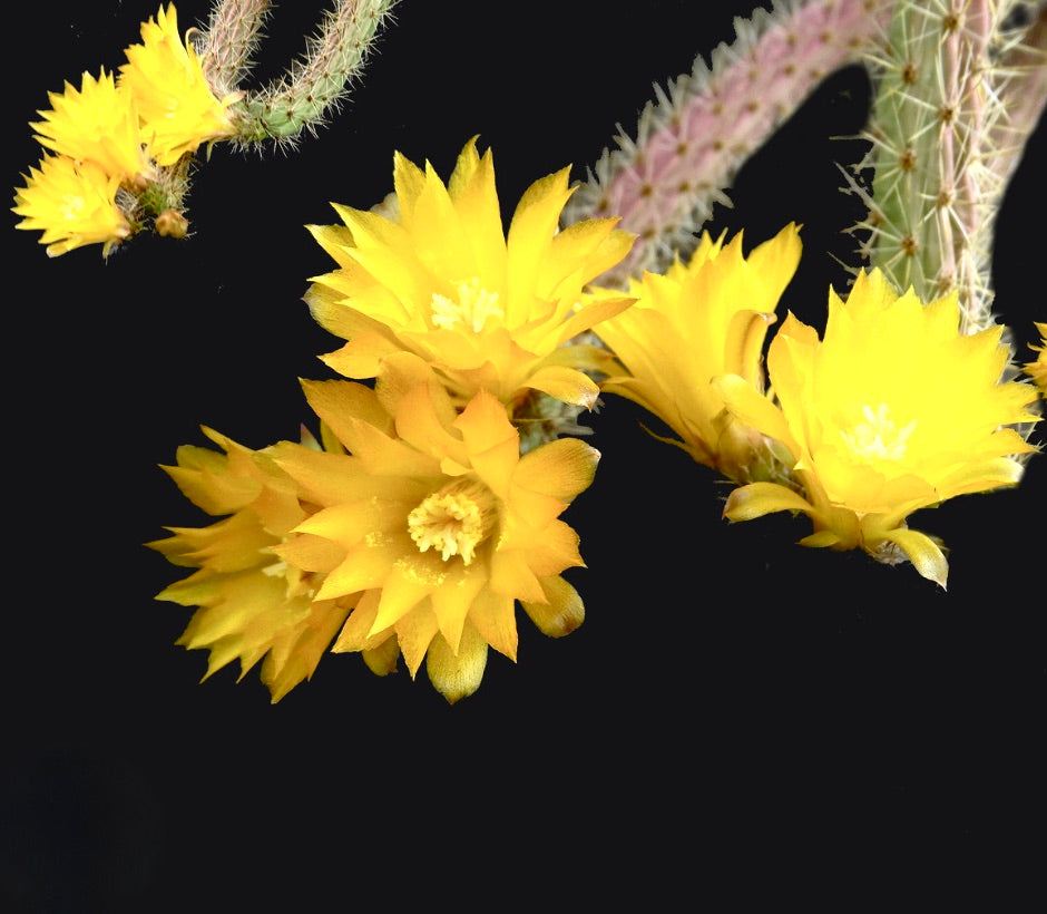 Erdisia squarosa succulent cactus with bright yellow star-shaped flowers and spiny stems