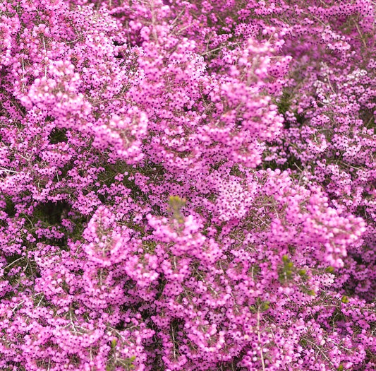 Erica canaliculata dense clusters of small vibrant pink bell-shaped flowers