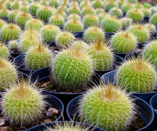 Eriocactus claviceps small round green cactus with golden spines in black pots
