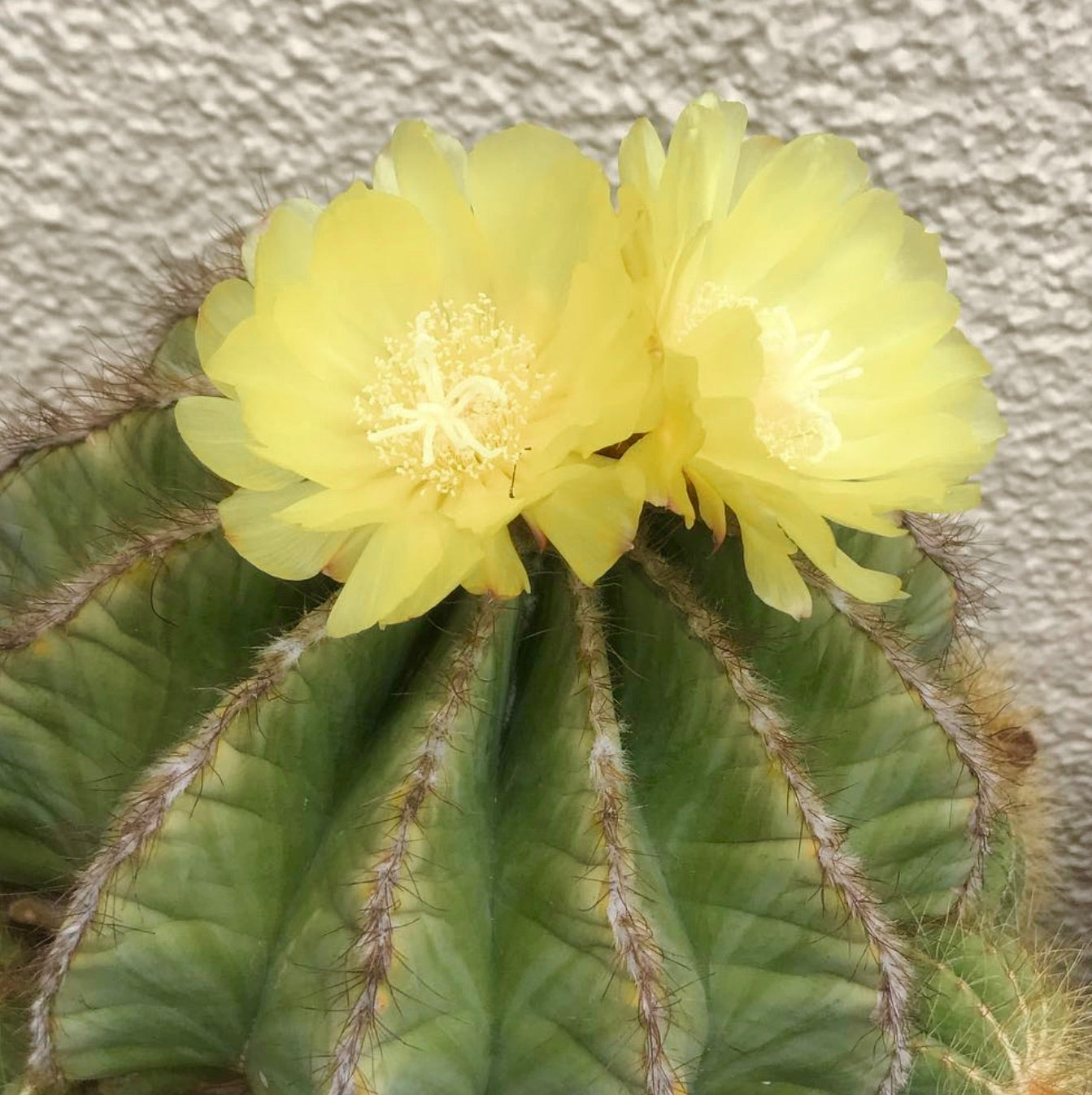 Eriocactus magnificus succulent cactus with ribbed green body and bright yellow flowers blooming