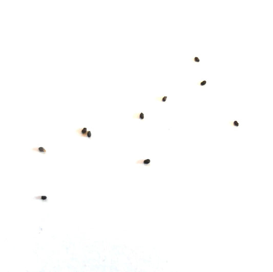 Semi di Eriocactus magnificus piccoli cactus scuri su sfondo bianco per la propagazione