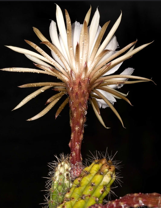 Eriocereus simpsonii cactus with large white flower and spiny green stem close-up