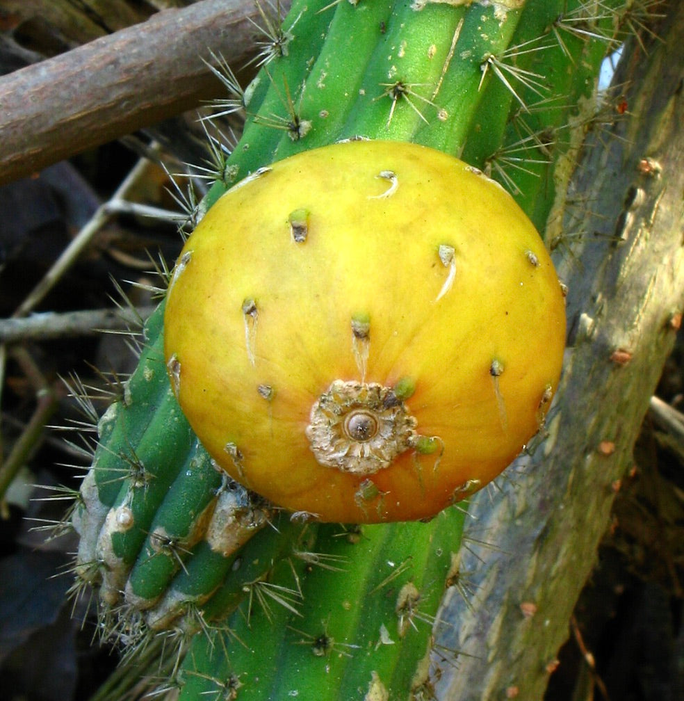 Cacto Eriocereus simpsonii com caule verde estriado e grande fruto redondo amarelo com espinhos