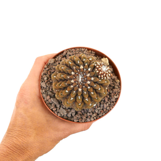 แคคตัสอีริโอไซซี ออกคัลตา สายพันธุ์หายากสีบราวน์ เนื้อผิวเกลียวมีลักษณะเป็นเกลียวในกระถางขนาดเล็ก