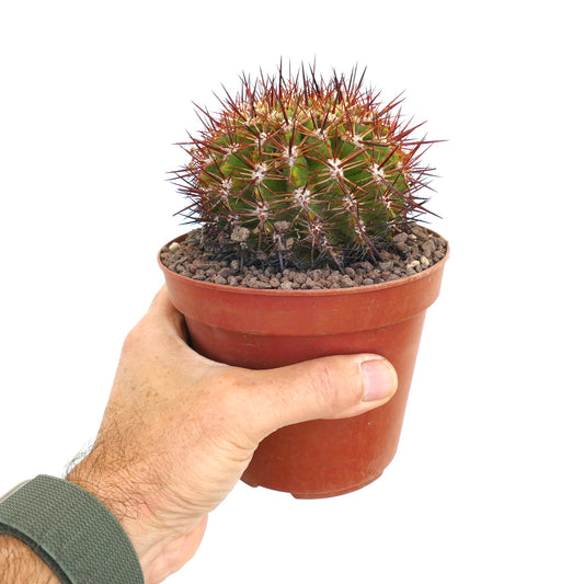 Eriosyce curvispina ssp. marksiana small round cactus with dense reddish spines in pot