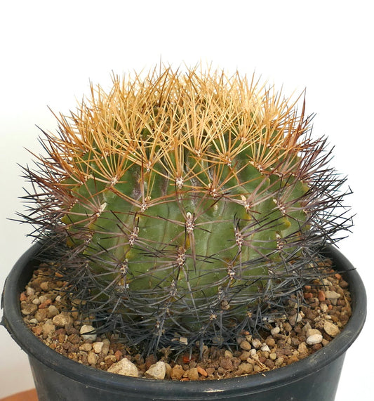Eriosyce aurata-kaktus med tette, gyldne og mørke torner i svart potte